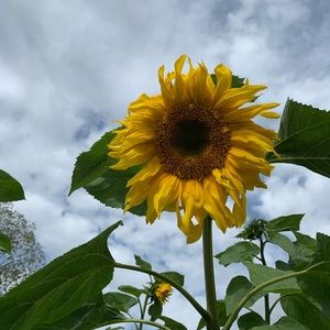 Meet your Posher, Lindsay